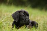 CANE CORSO 933
